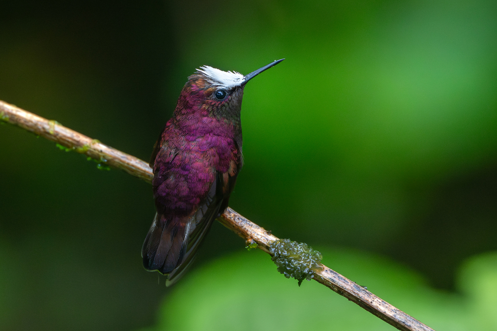 Snowcap