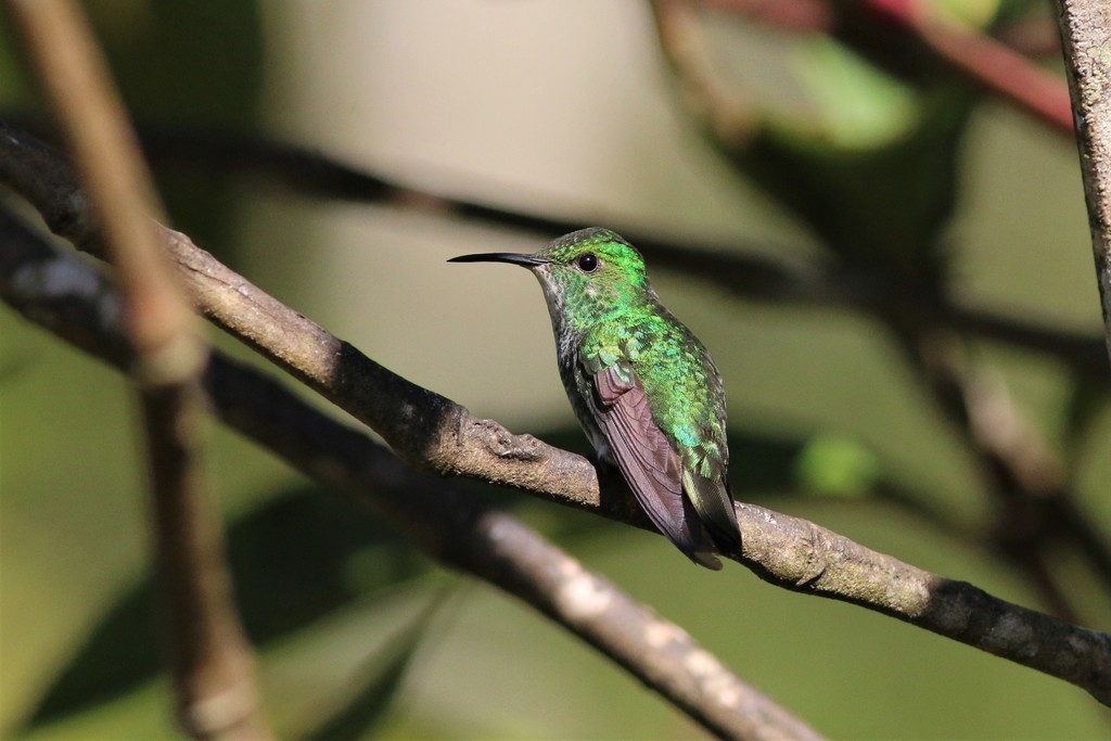 White-tailed Emerald