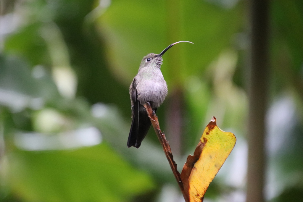 Sombre Hummingbird