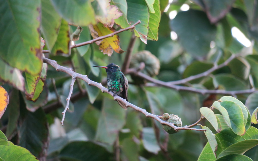Blue-headed Sapphire