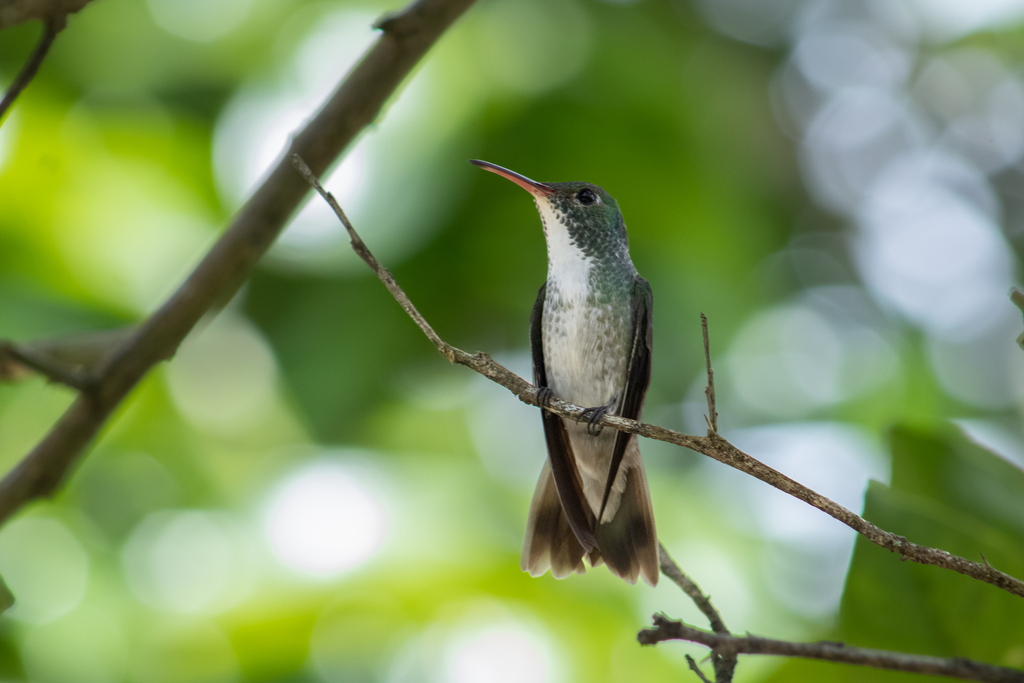 Plain-bellied Emerald