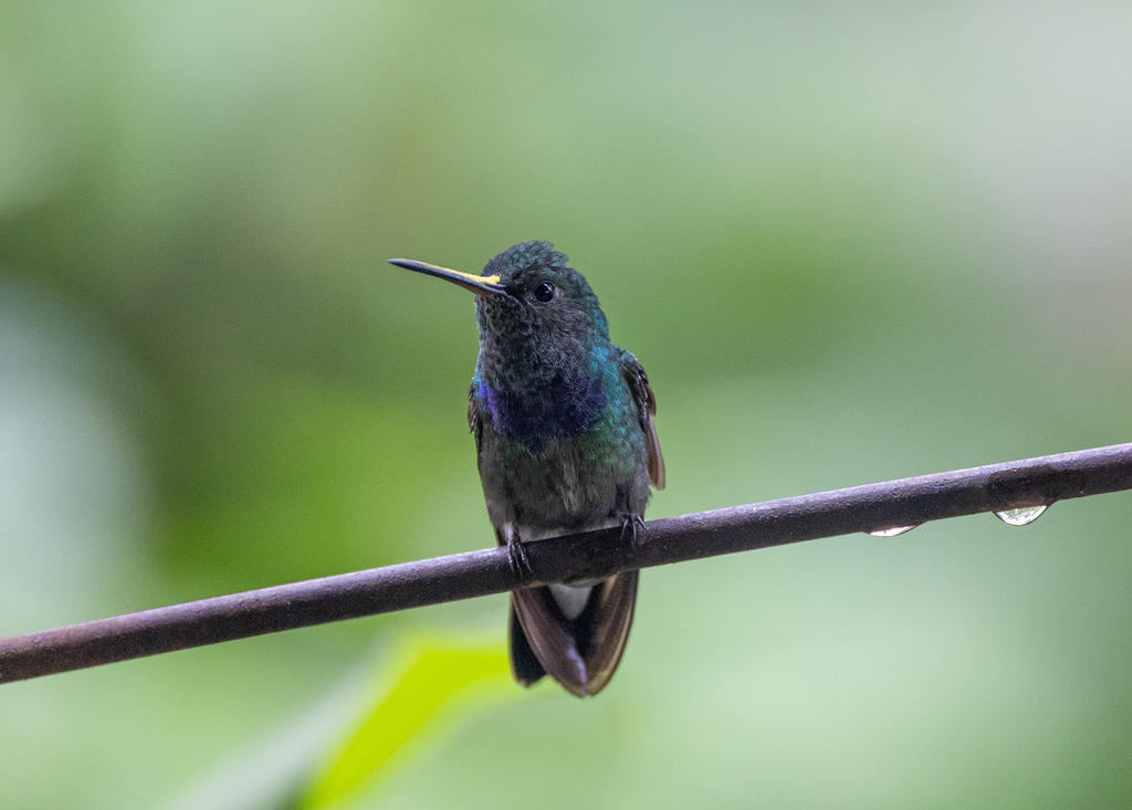 Purple-chested Hummingbird