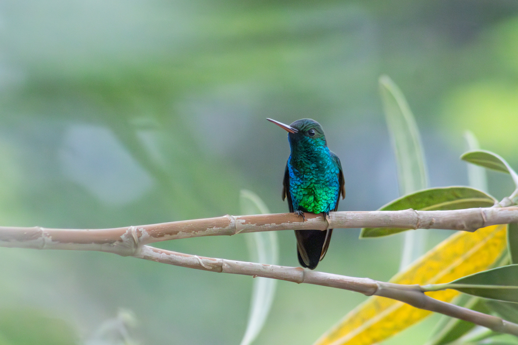 Blue-chinned Sapphire