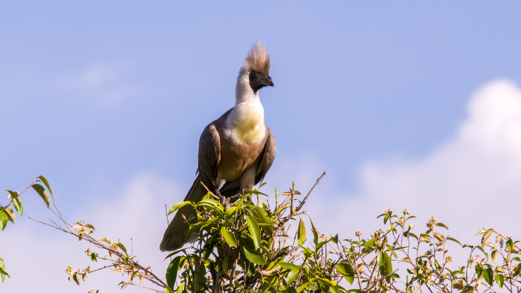 Bare-faced Go-away-bird