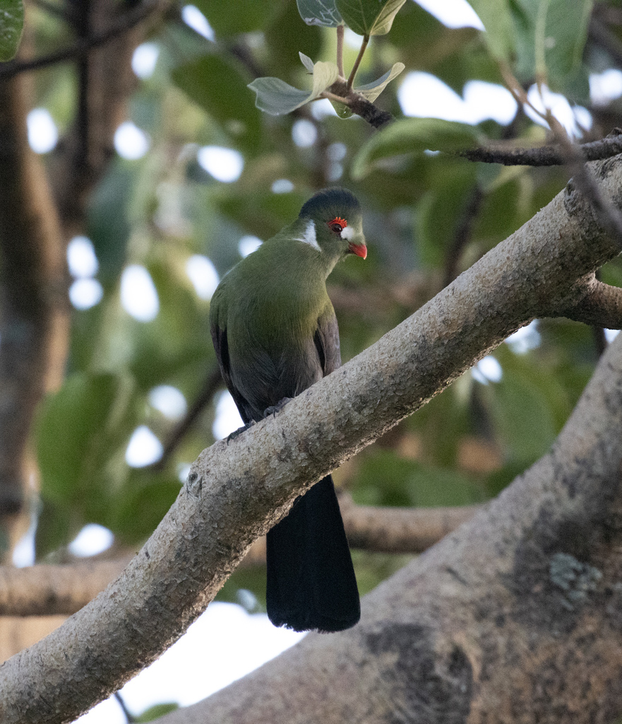 White-cheeked Turaco