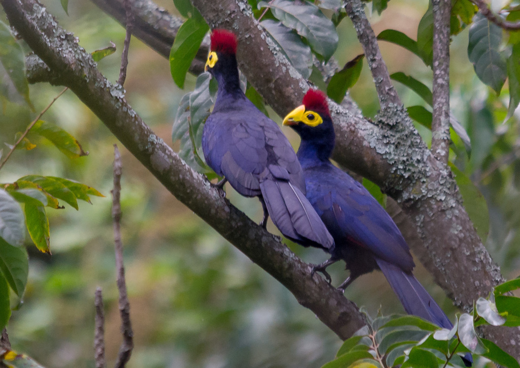 Ross's Turaco