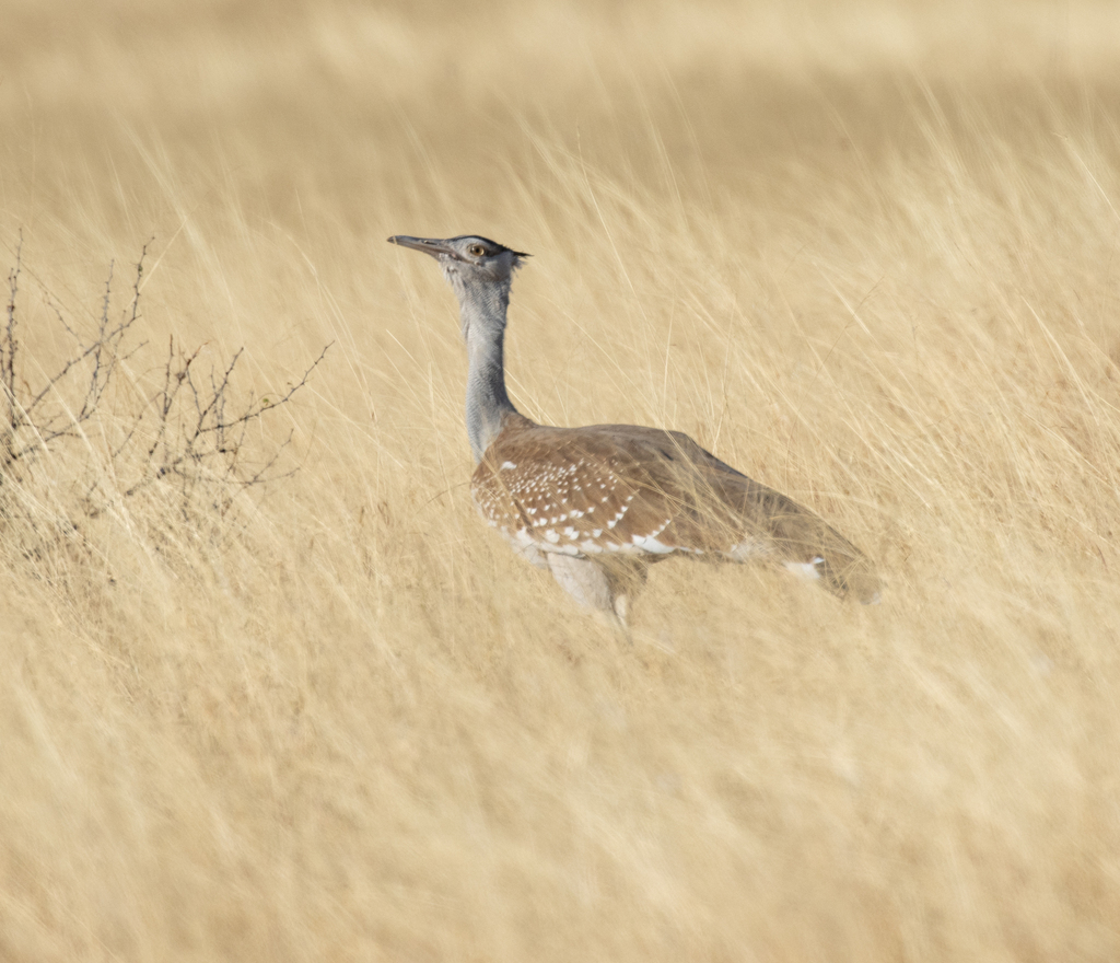 Arabian Bustard