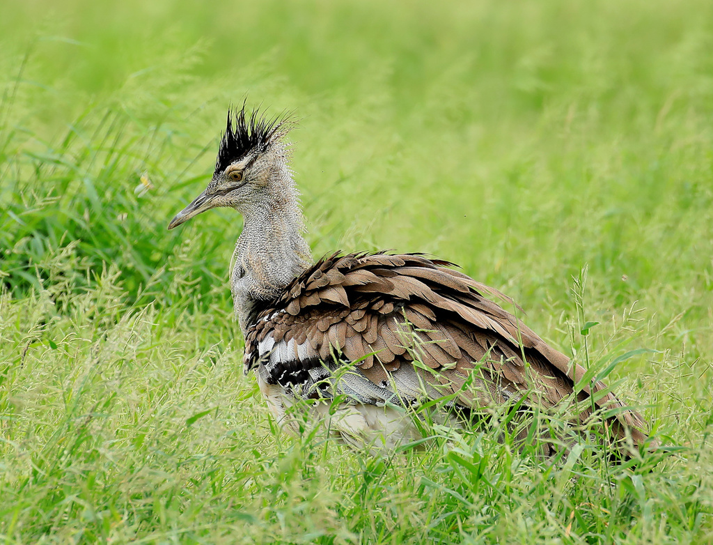 Kori Bustard
