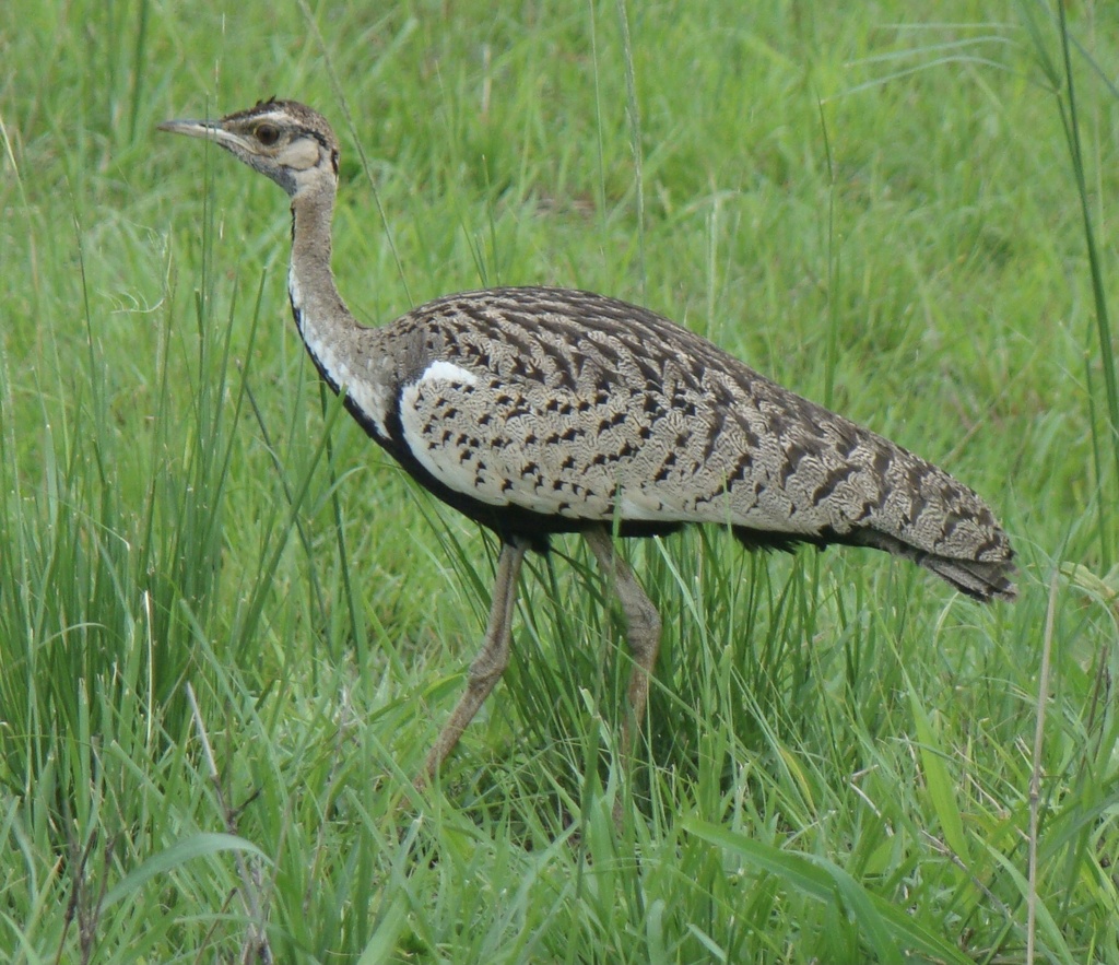 Black-bellied Bustard