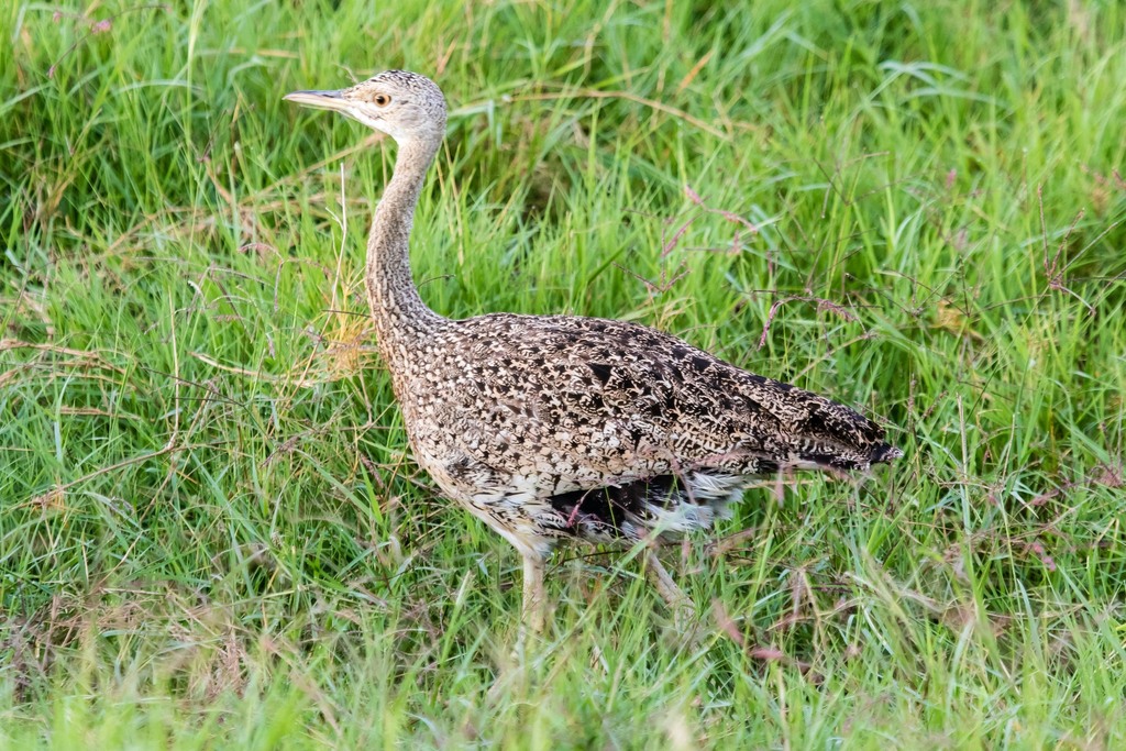 Hartlaub’s Bustard