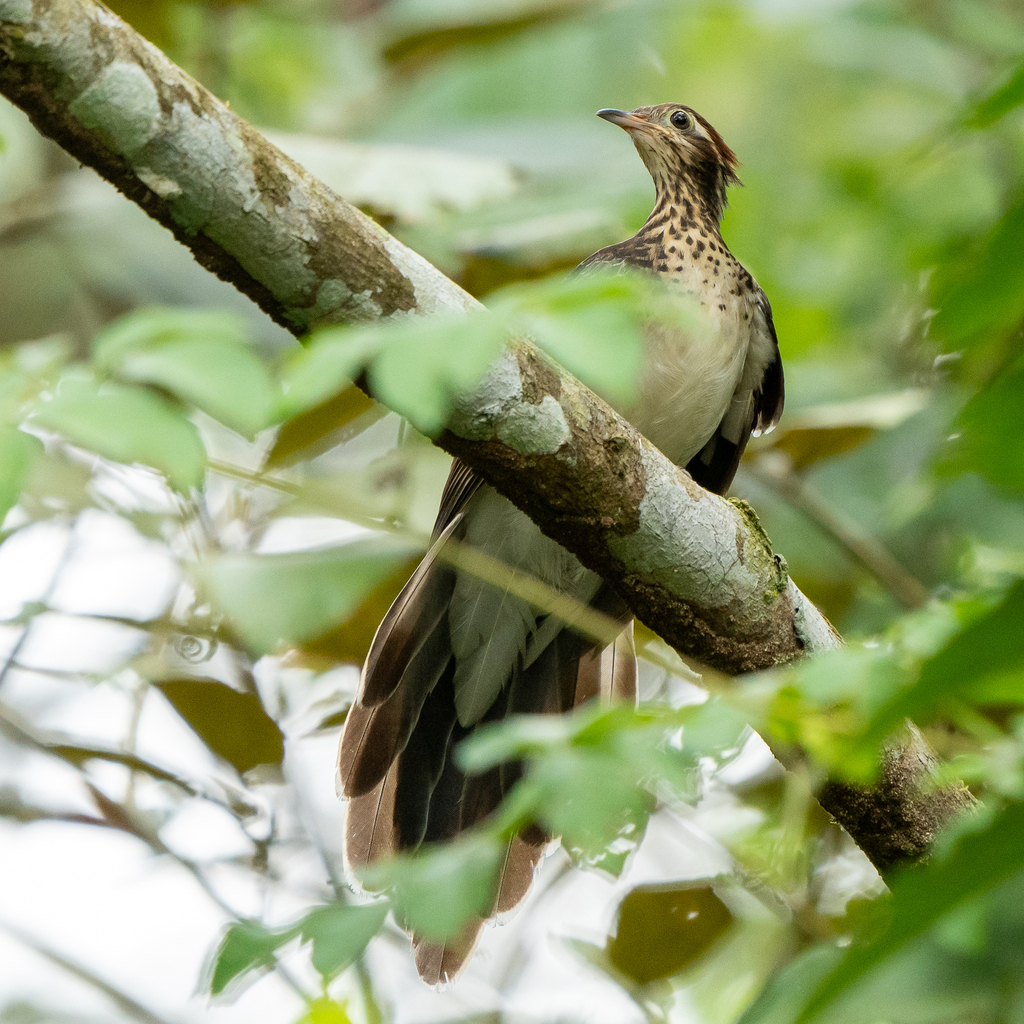 Pheasant Cuckoo
