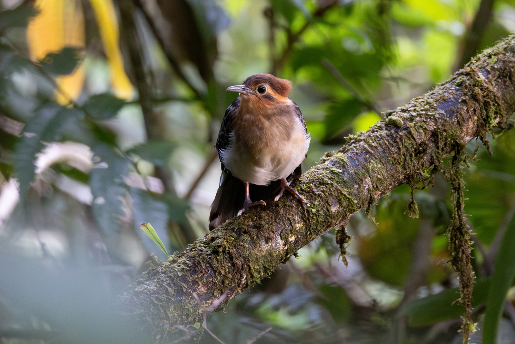 Pavonine Cuckoo