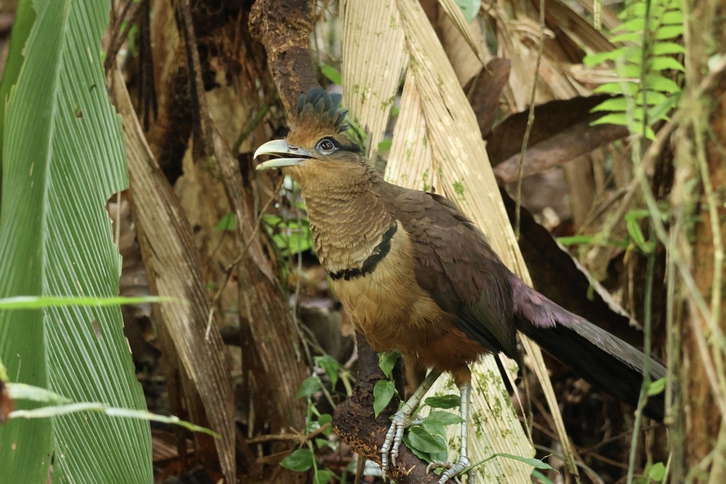 Rufous-vented Ground Cuckoo