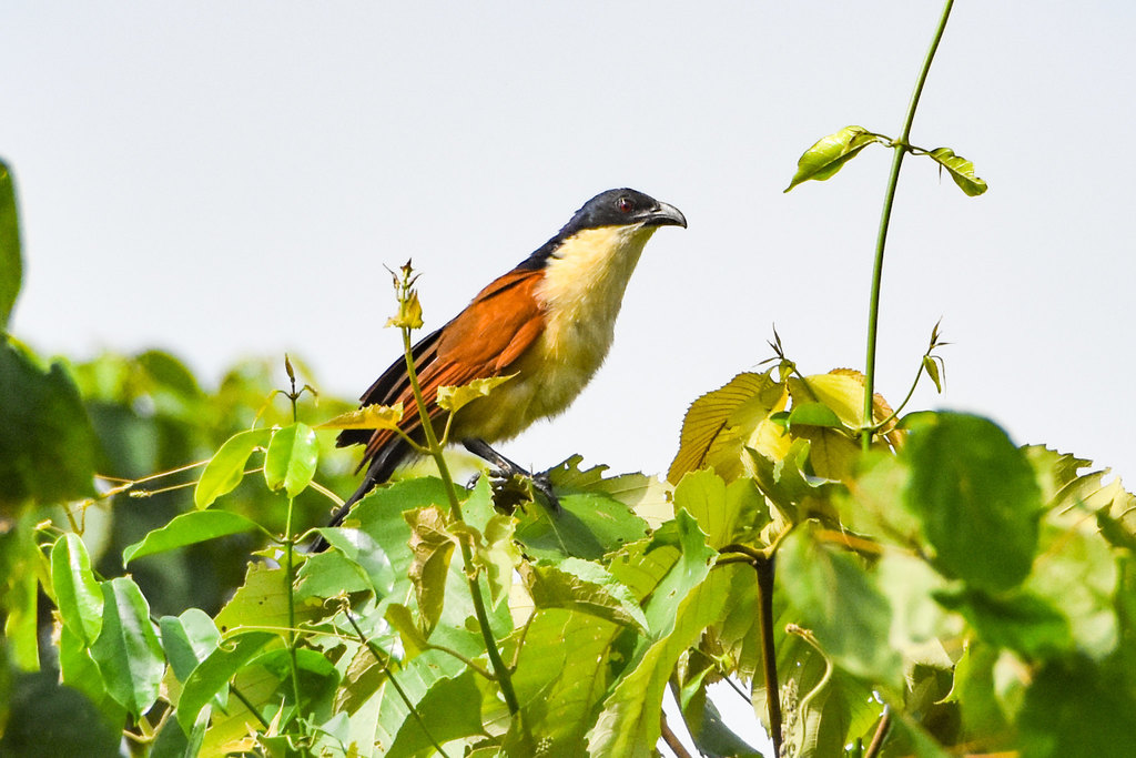 Blue-headed Coucal