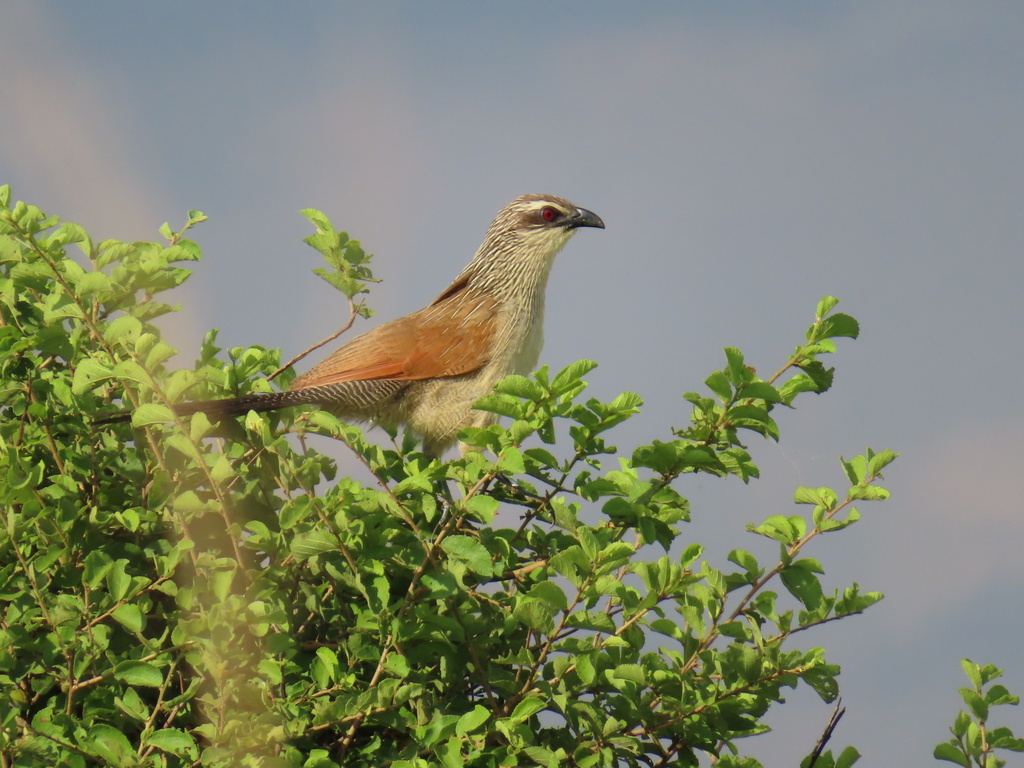 White-browed Coucal