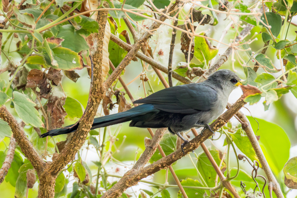 Green Malkoha