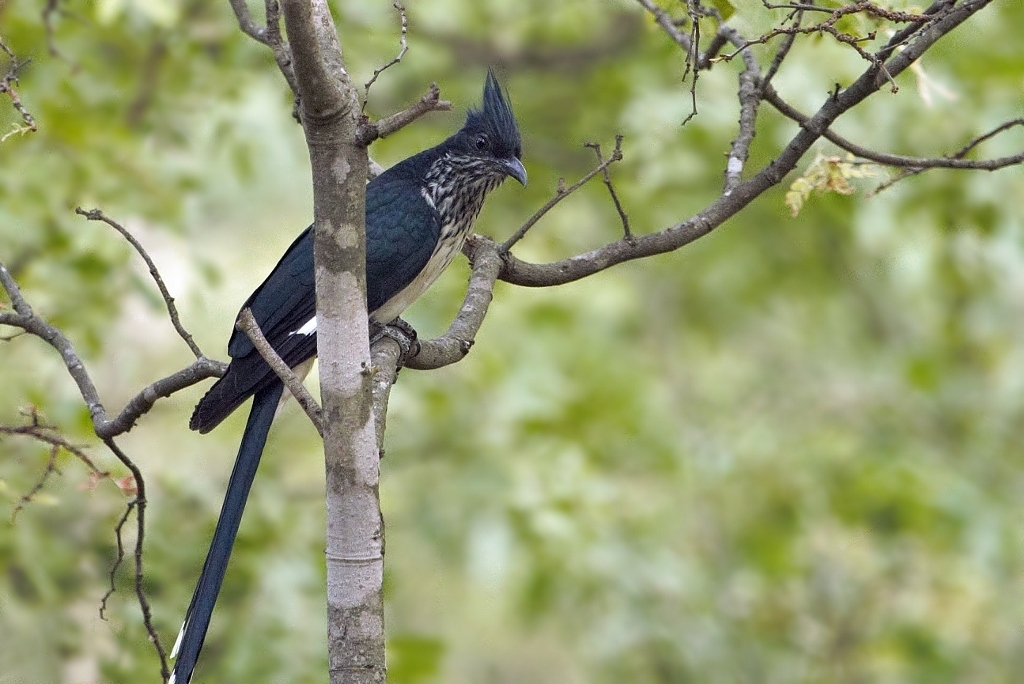 Levaillant’s Cuckoo