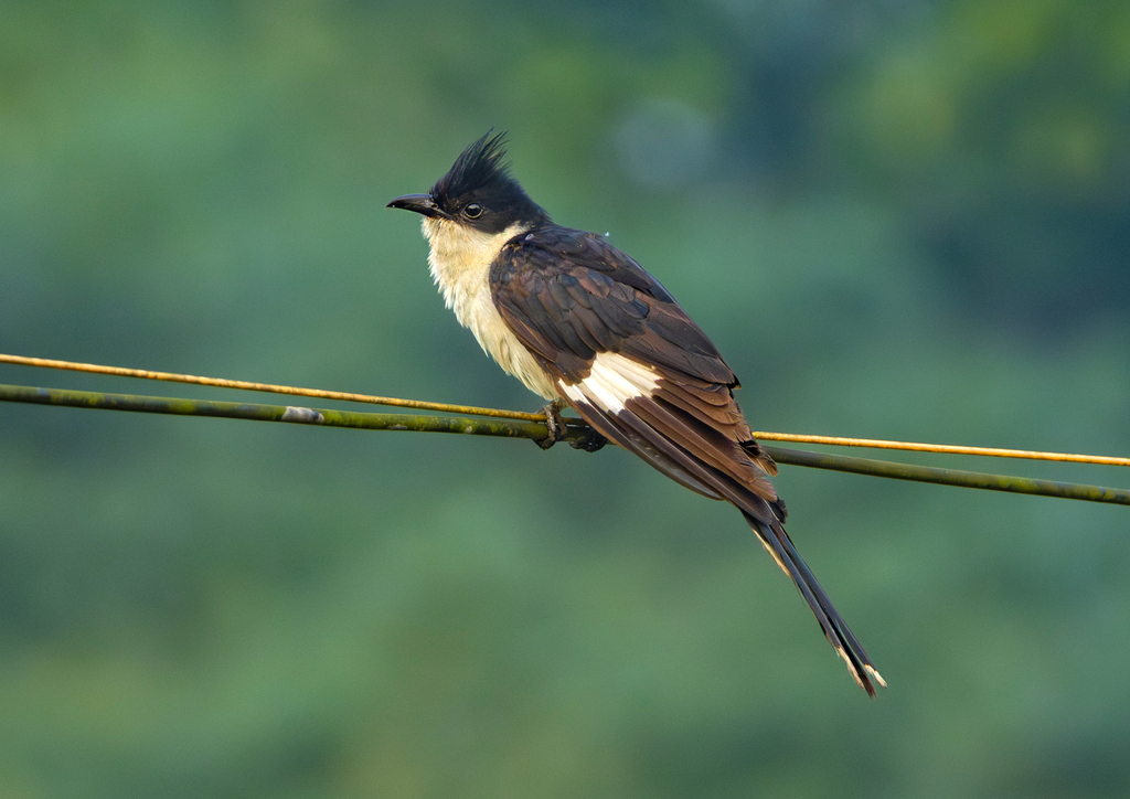 Jacobin Cuckoo