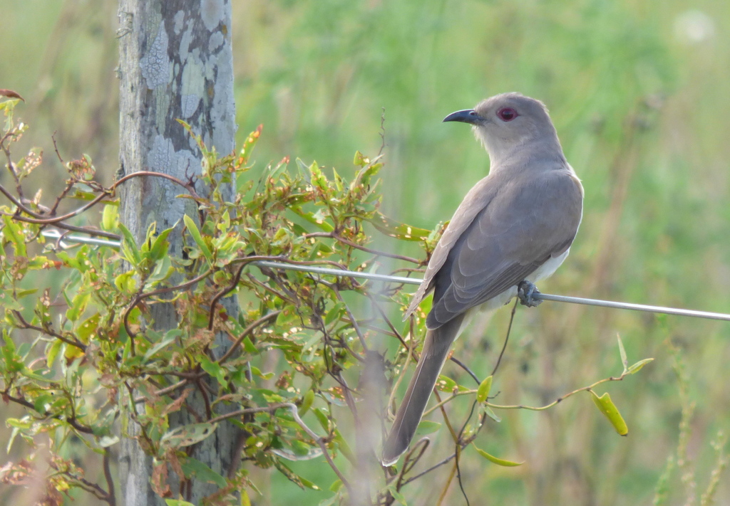 Ash-colored Cuckoo