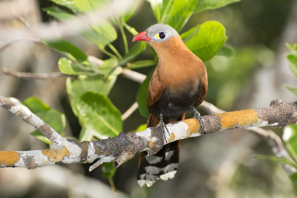 Black-bellied Cuckoo
