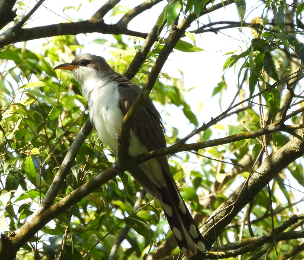 Pearly-breasted Cuckoo
