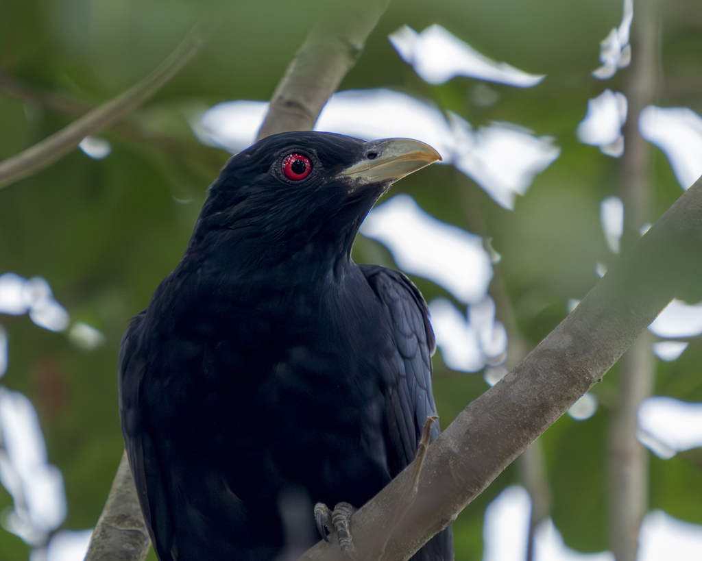 Pacific Koel