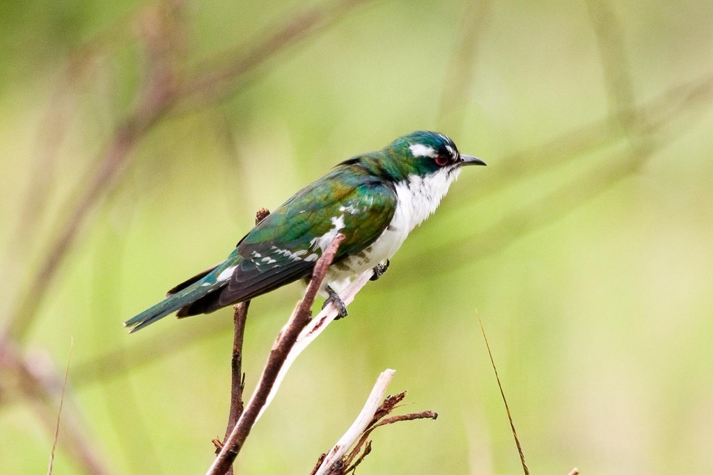 Diederik Cuckoo