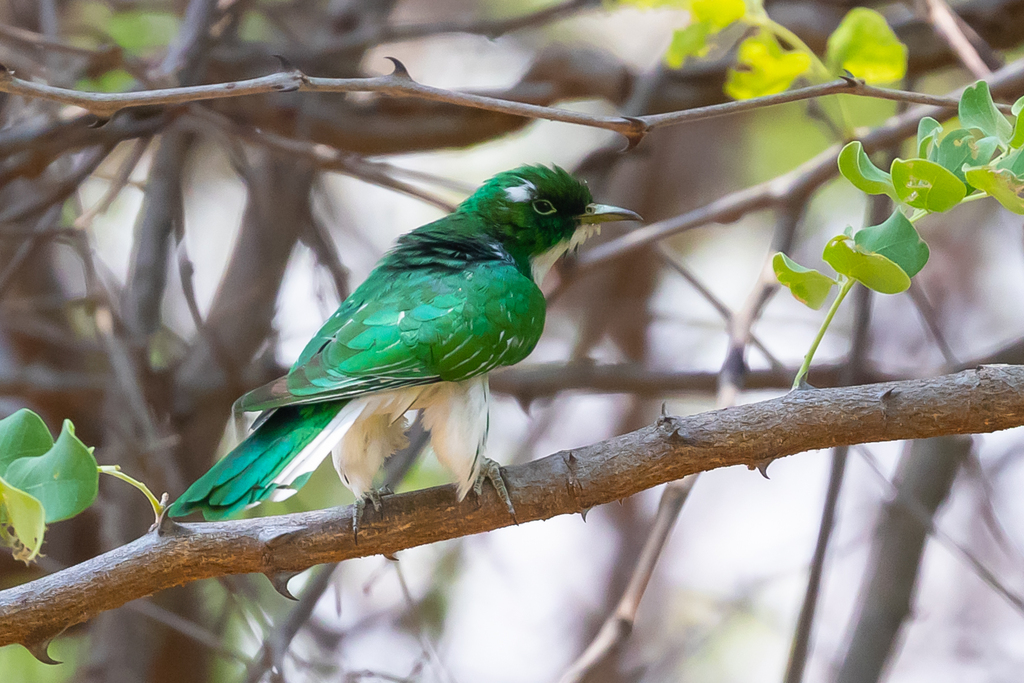 Klaas’s Cuckoo