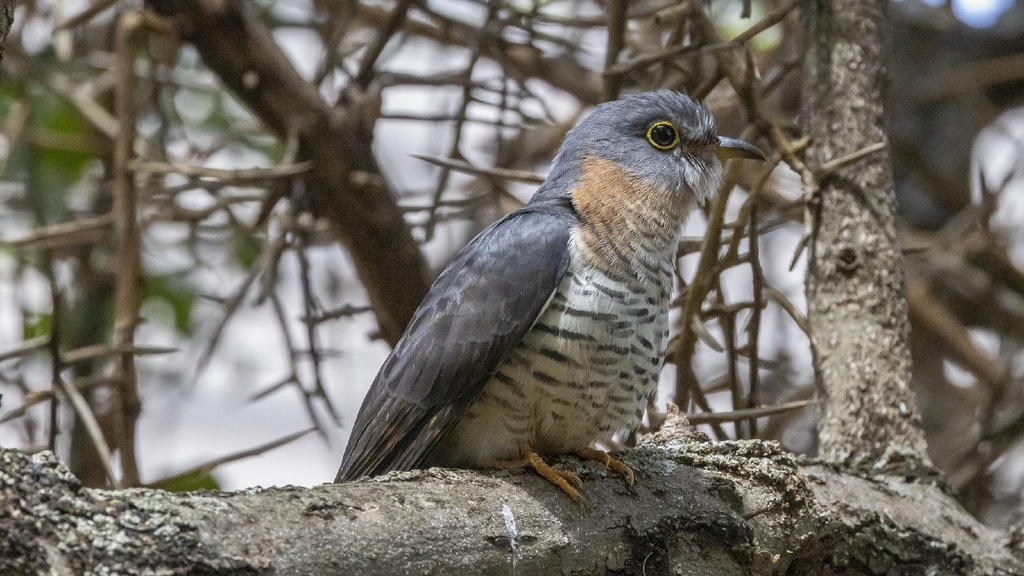 Red-chested Cuckoo