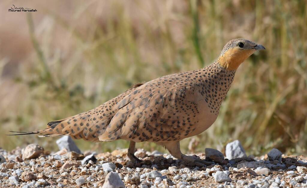 Spotted Sandgrouse