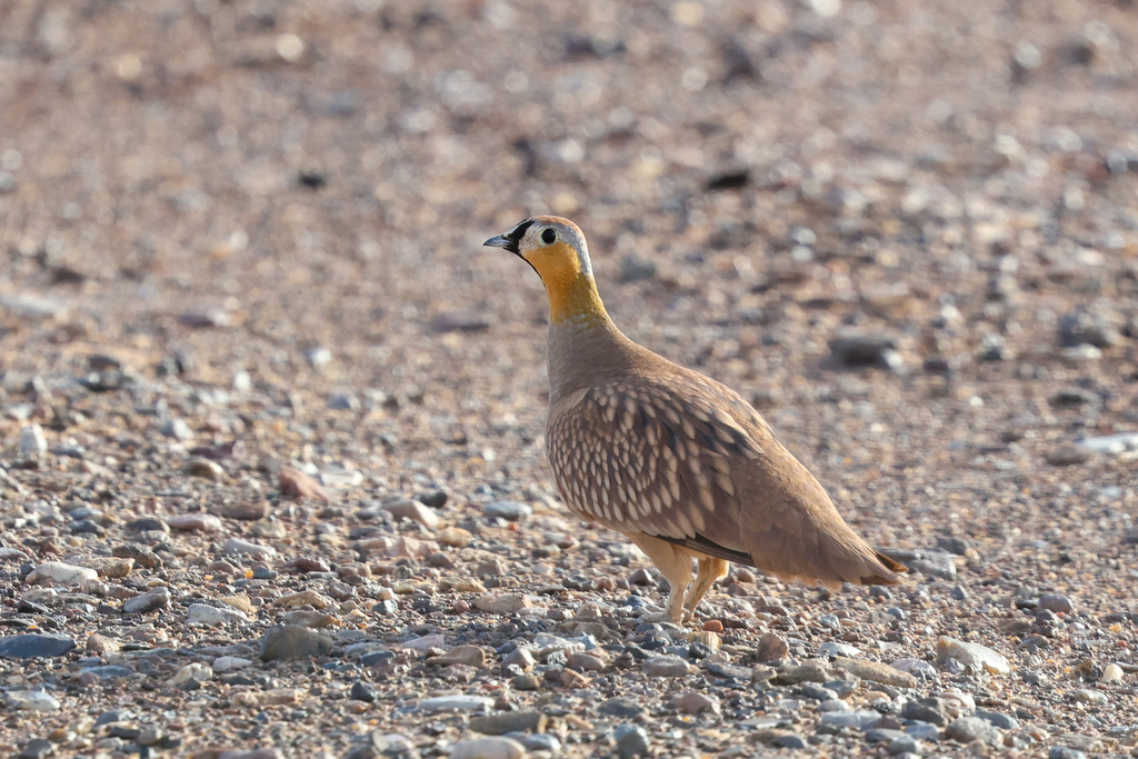 Crowned Sandgrouse