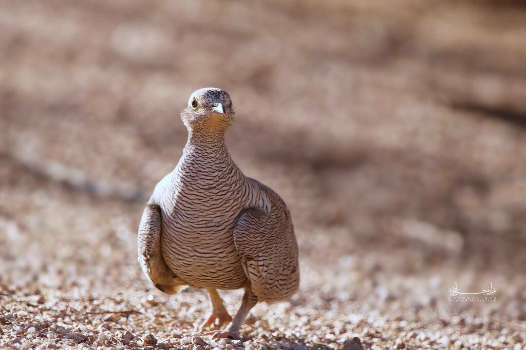 Lichtenstein’s Sandgrouse