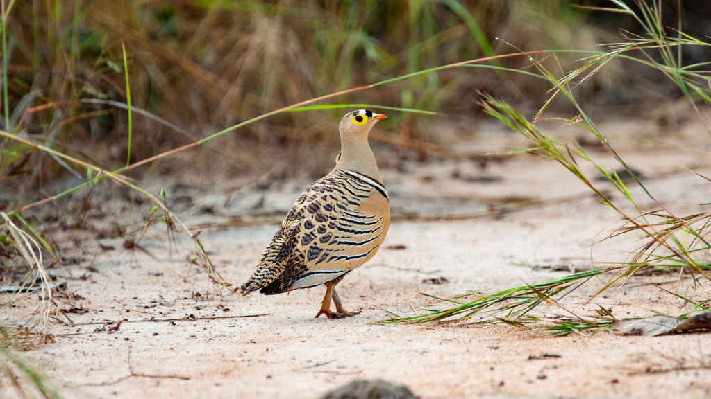 Four-banded Sandgrouse