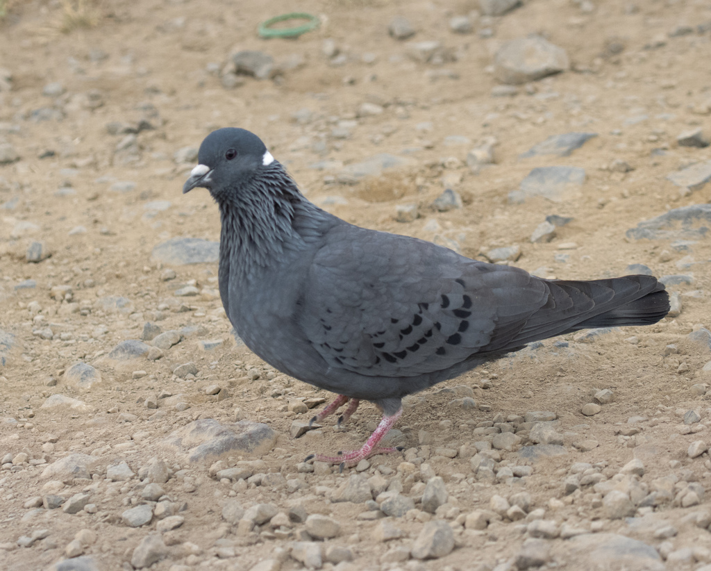White-collared Pigeon