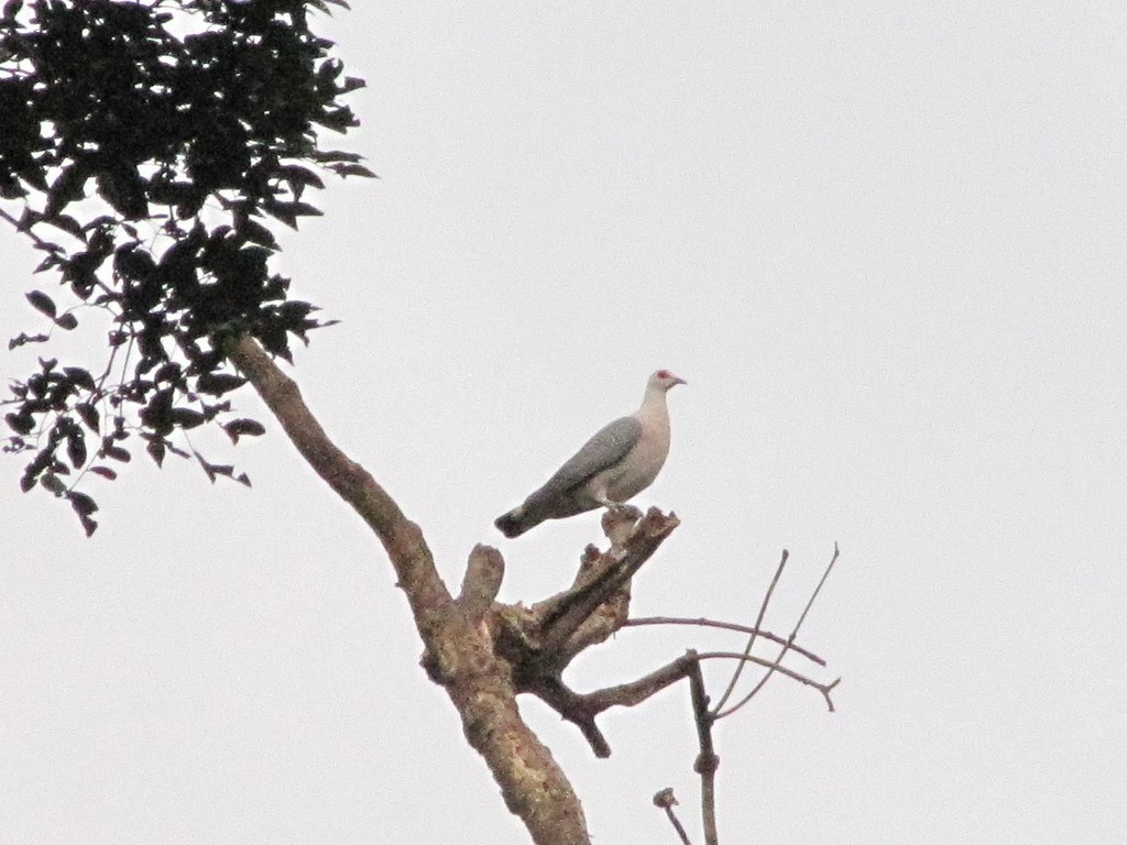 Afep Pigeon