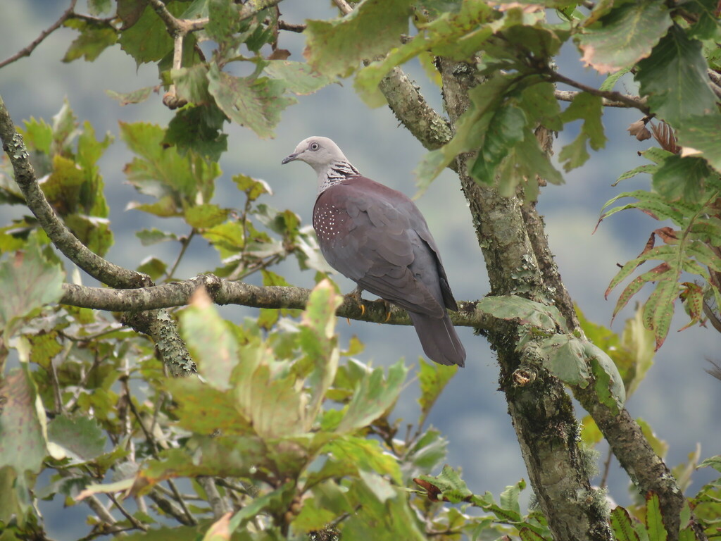 Speckled Wood Pigeon