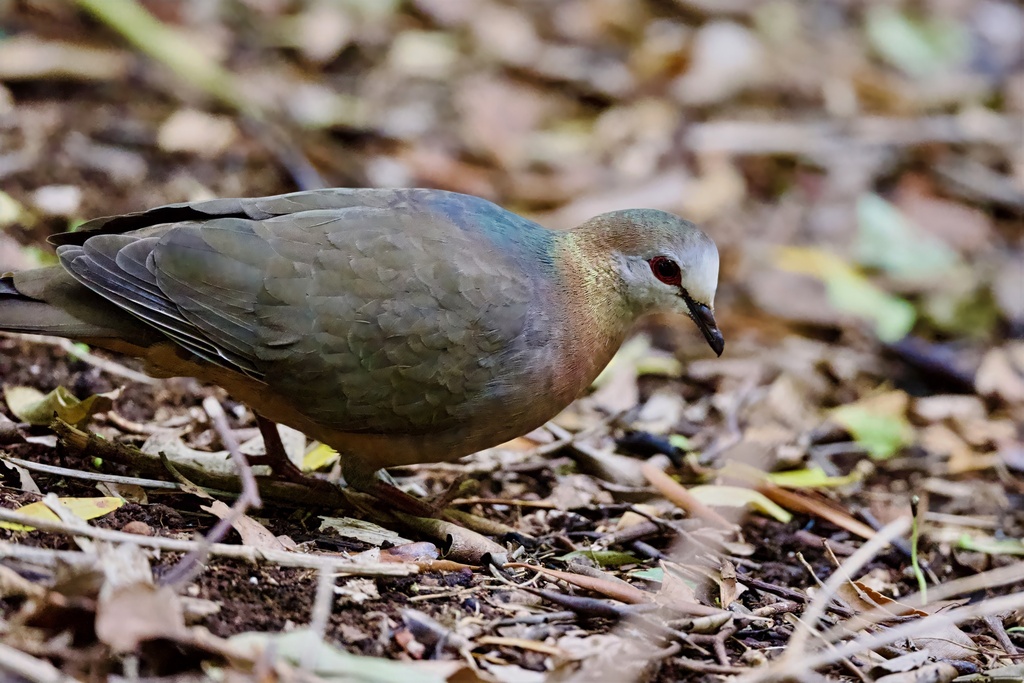 Lemon Dove
