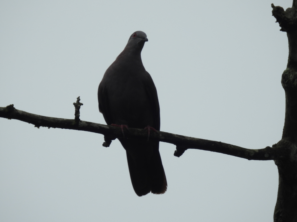 Dusky Pigeon