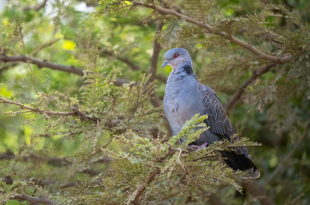 Dusky Turtle Dove