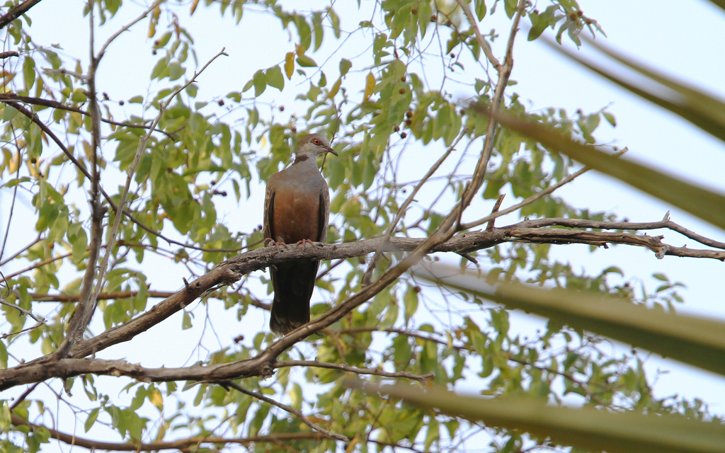 Adamawa Turtle Dove