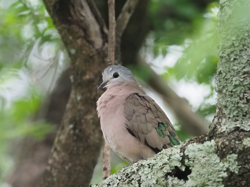 Emerald-spotted Wood Dove