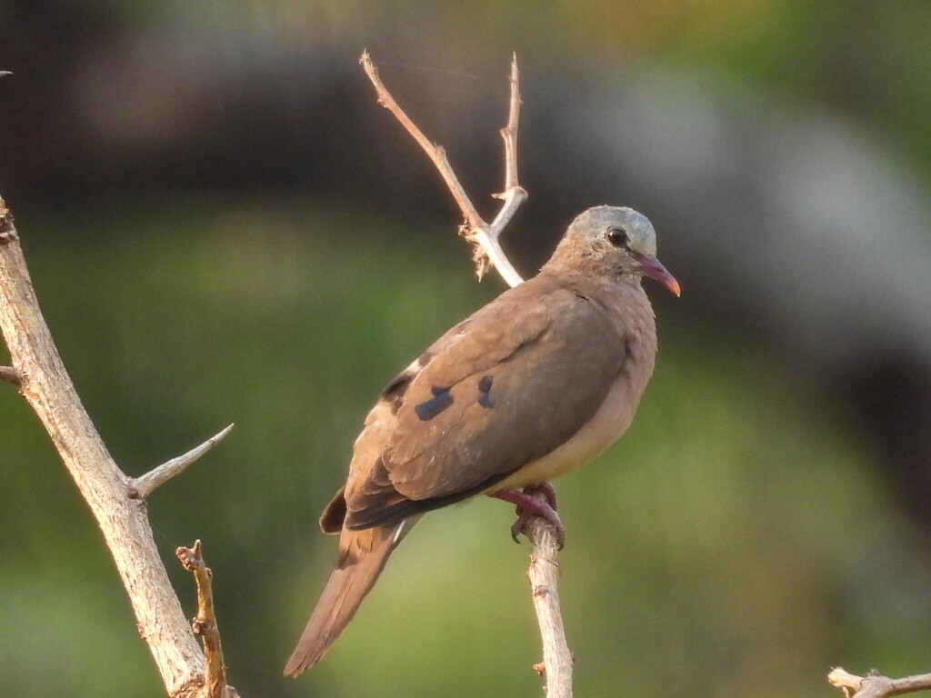 Blue-spotted Wood Dove