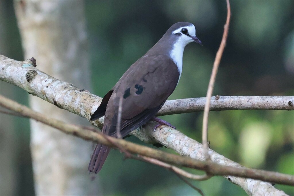 Tambourine Dove