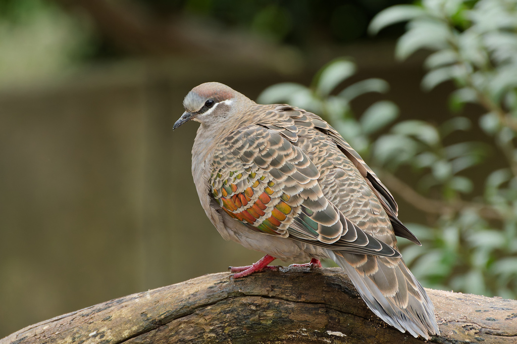 Common Bronzewing
