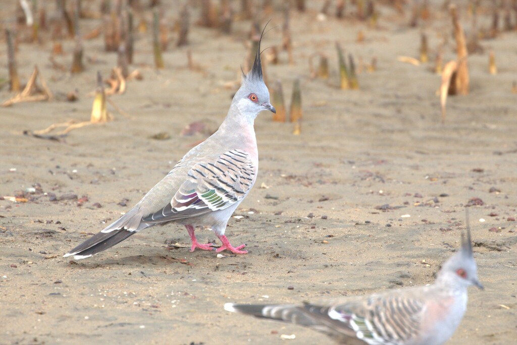 Crested Pigeon