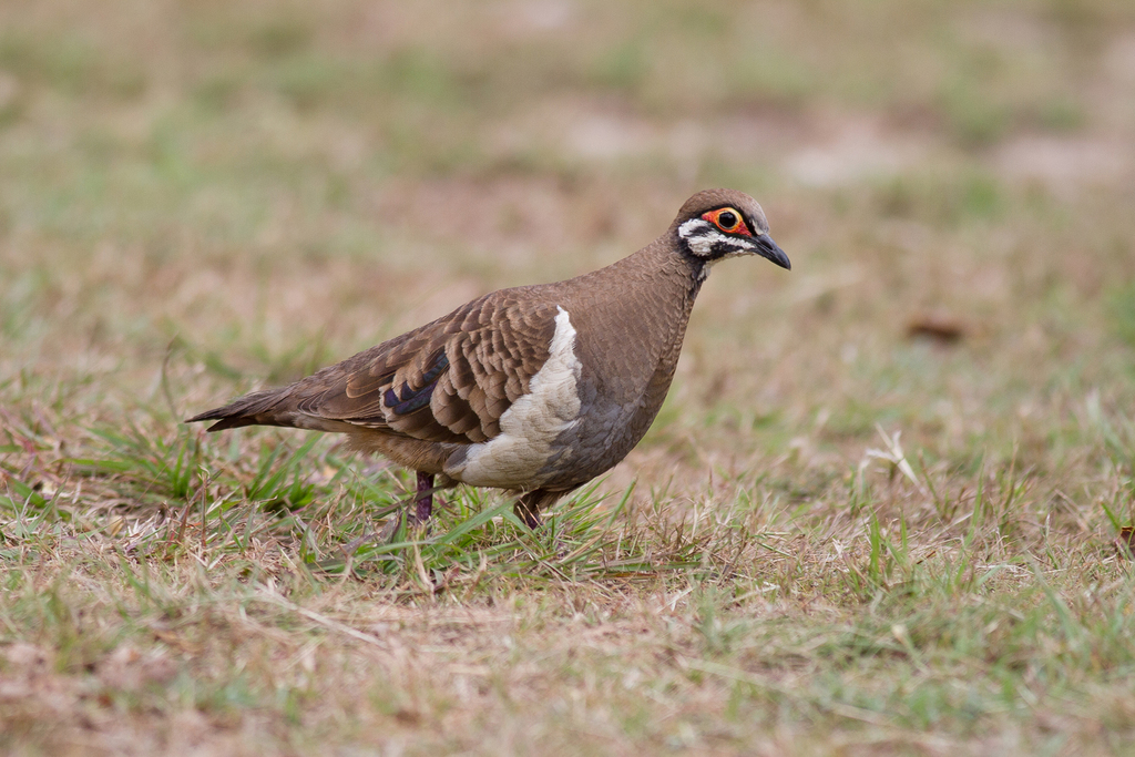 Squatter Pigeon
