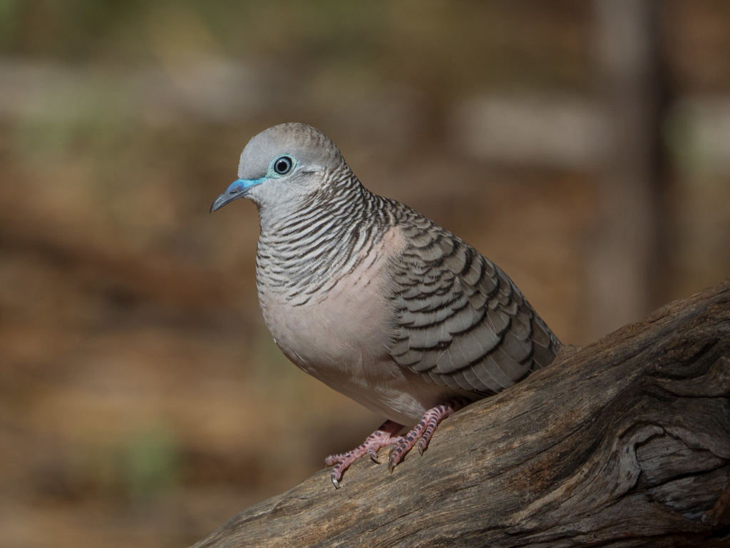 Peaceful Dove