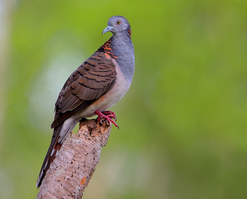 Bar-shouldered Dove