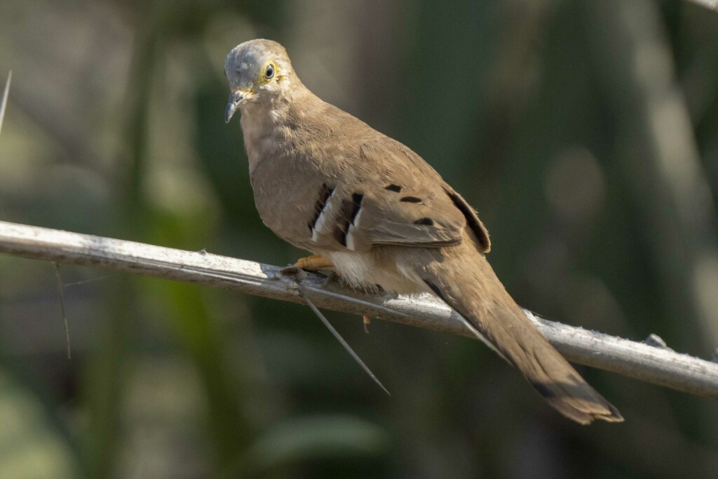 Long-tailed Ground Dove