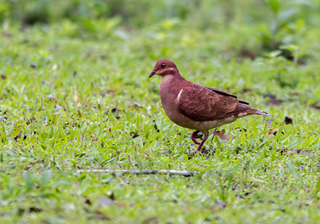 Ruddy Quail-Dove
